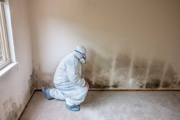 Mold Removal for HVAC Installations in Eagle Pass, TX